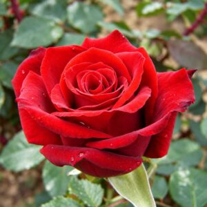 Deep Secret rose with deep velvety red blooms.