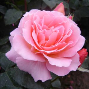 My Mum (Mattmum)