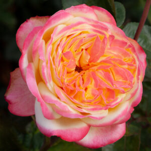 Piece of Cake (Korgotfun)