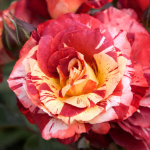 Thunderstruck (Oralodsem)