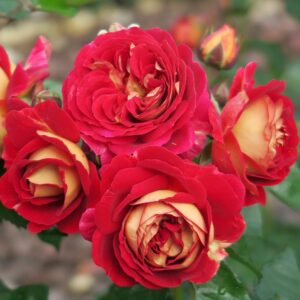 Flashback (Korsehendie)