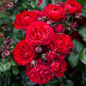 In Friendship (Mattwheel)