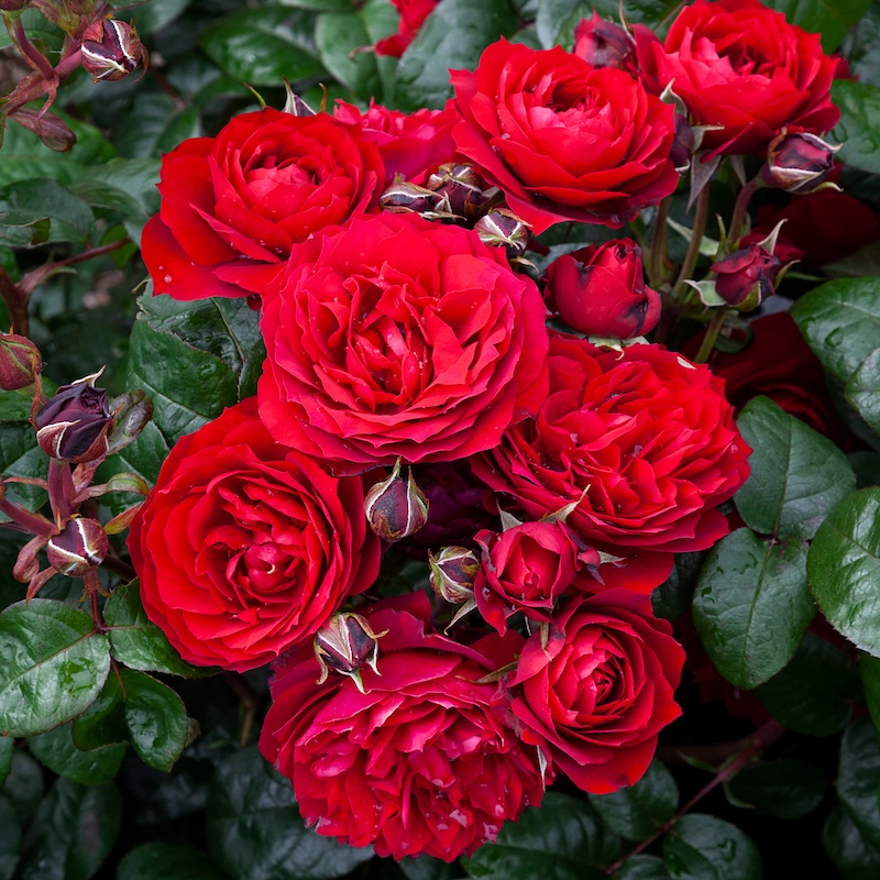 In Friendship (Mattwheel)