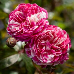 Stardust (Mattcaberd)