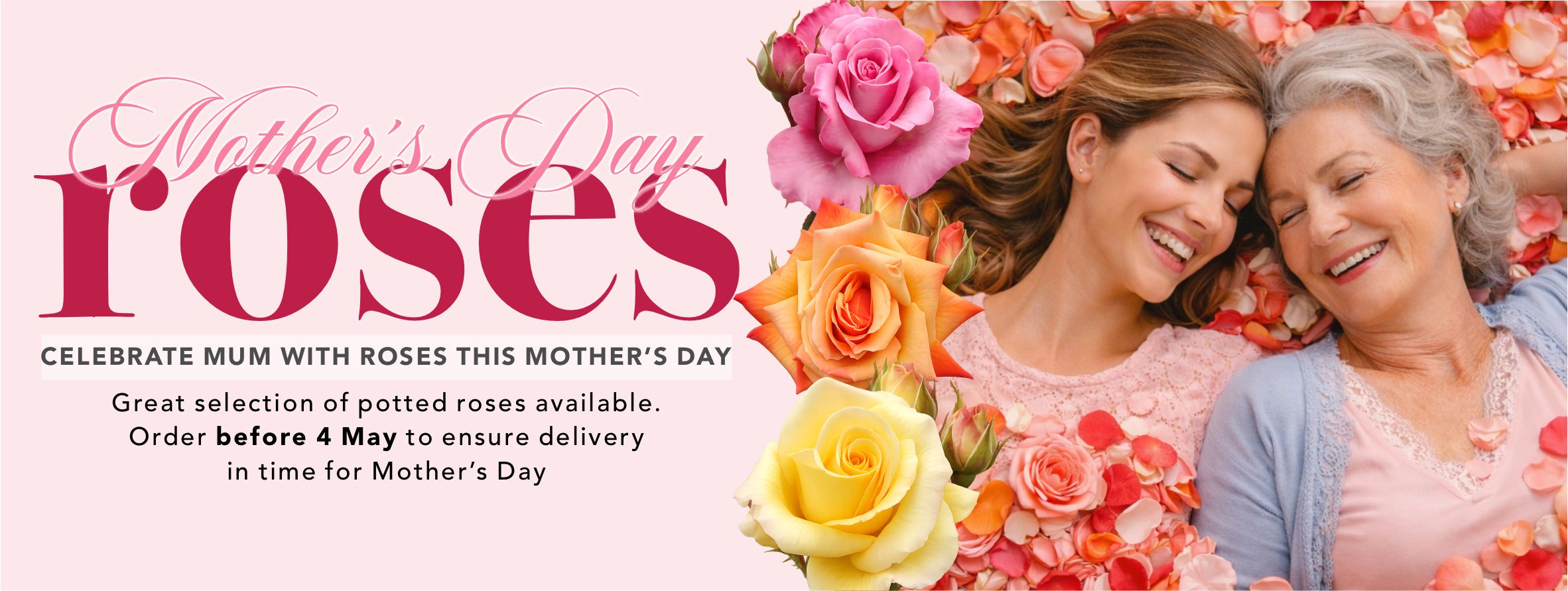 Mothers day roses buy online in new zealand