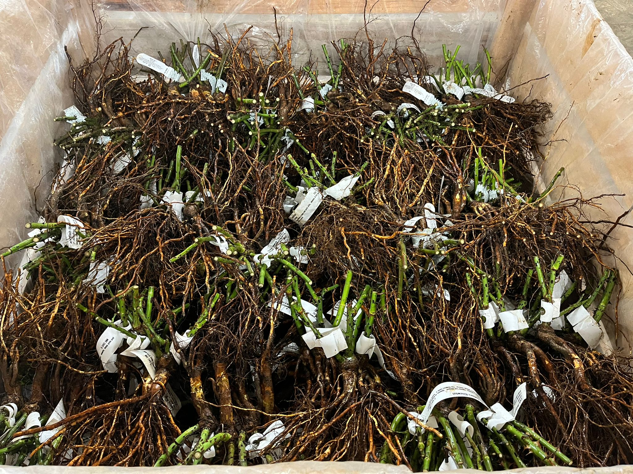 buy bare rooted roses online New Zealand garden roses