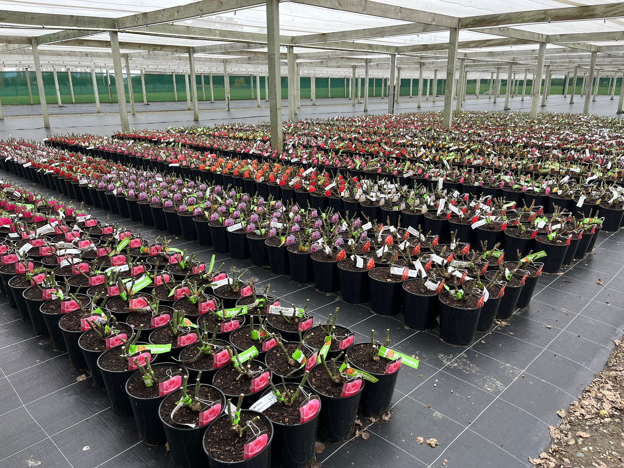 buy potted roses online New Zealand garden roses
