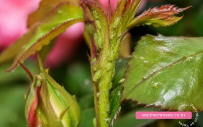 Prevent insects on roses
