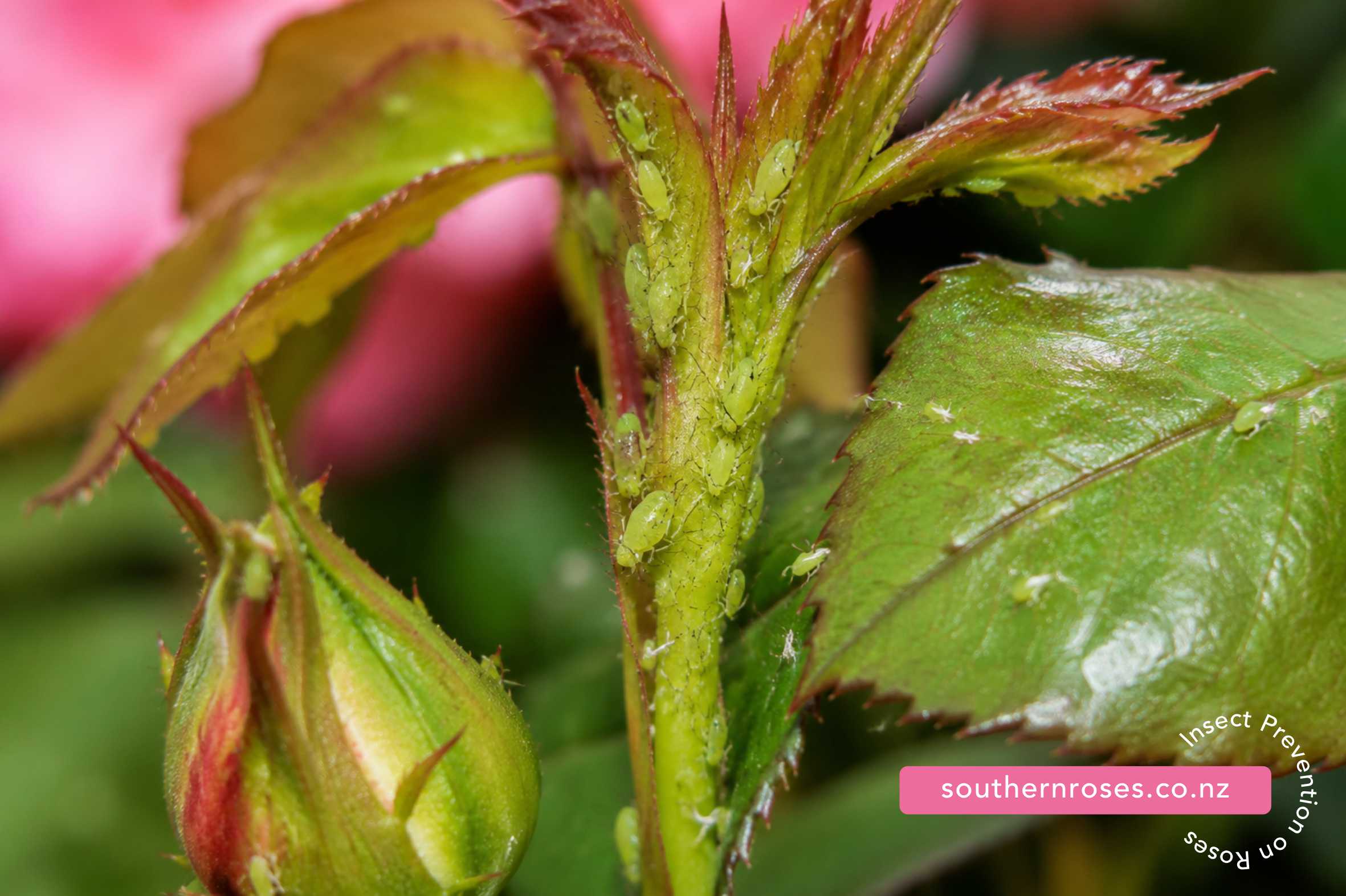insect prevention on roses Striped orange and yellow Floribunda rose